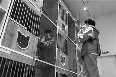 上市公司跨界掘金 宠物食品赛道成投资热土(图1)